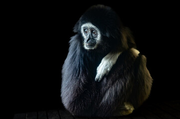 Lar gibbon crouching in a dark place in a zoo.