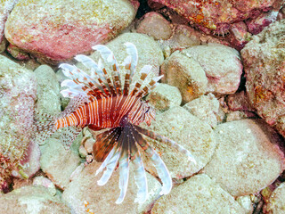 美しく大きなハナミノカサゴ（ミノカサゴ亜科）他。
英名学名：Red Lionfish (Pterois volitans)
岩場に集まる、美しいソラスズメダイ（スズメダイ科）他の群れ。
英名学名：Heavenly Damselfish (Pomacentrus coelestis)
静岡県伊豆半島賀茂郡南伊豆町中木ヒリゾ浜2024年
