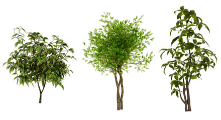 Three Green Trees, Nature, Plants, Foliage, Environment, transparent background