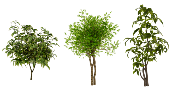 Three Green Trees, Nature, Plants, Foliage, Environment, transparent background