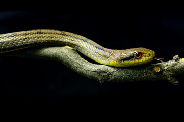 Snake crawling on a tree branch.