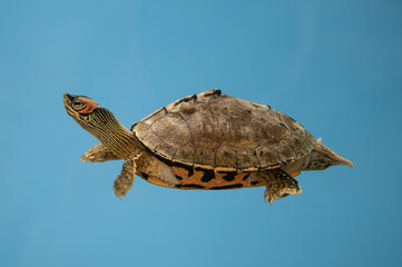 Indian roofed turtle swimming in an aquarium.