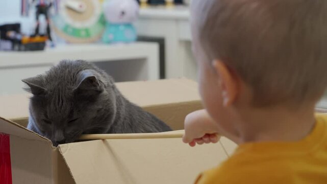 Child playing with domestic cat. Adult gray cat sitting in cardboard box and playing with little boy.