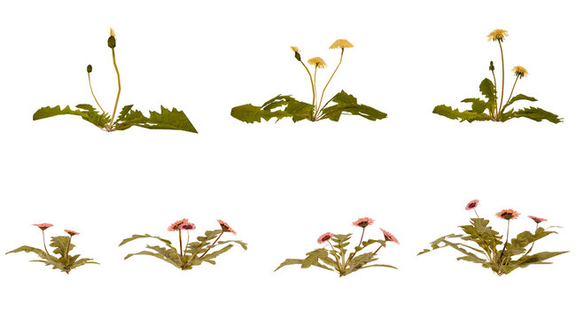 Dandelion spritesheet set isolated background