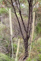 Flower spikes of Flat-leaf Grass Tree (Xanthorrhoea) growing wild in South Australian coastal bushland