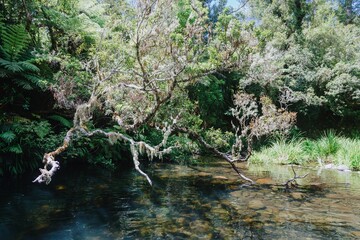Tranquil forest stream, mossy branches arching over clear water. Nature's beauty. QUARRY ROAD, WHANGAMATA, COROMANDEL PENINSULA, NEW ZEALAND