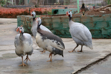 An alert helmeted guineafowl (Numididae)