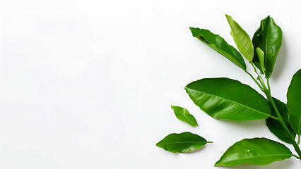 Fresh green leaves on a white background.  Perfect for natural, healthy, and eco friendly concepts.