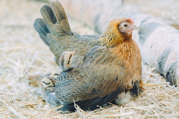 Mother Hen Protecting Her Chicks