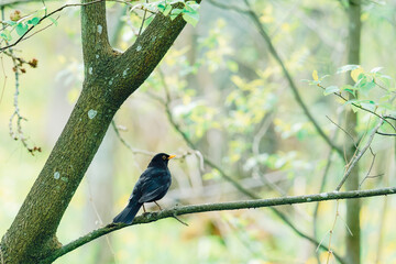Common Blackbird Perched on a Tree Branch in a Nordic Forest