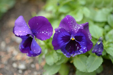 Obraz premium 紫のパンジー