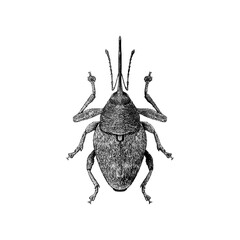 Nut Weevil hand drawing vector isolated on background.