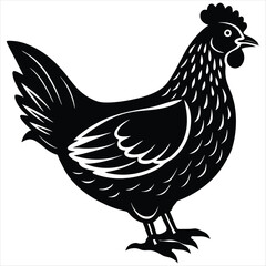 rooster isolated on white background