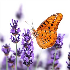 butterfly on flower