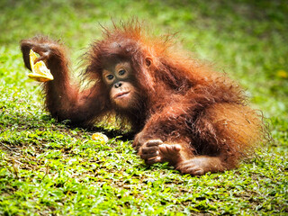 The Bornean orangutan is a species of orangutan endemic to the island of Borneo. Together with the Sumatran orangutan and Tapanuli orangutan, it belongs to the only genus of great apes native to Asia. © aprison