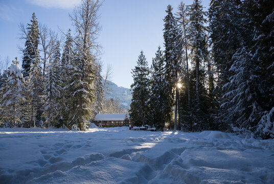 Winter tourism in the mountains - a sunny day, a walk between coniferous trees, pure white snow and sunlight. Landscape of natural nature. Whistler, British Columbia, Canada