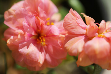 pink flower closeup