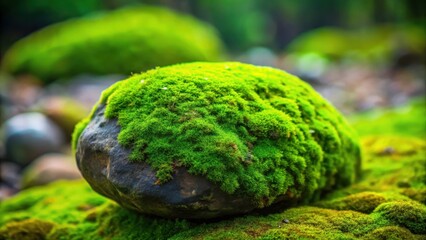 Rock covered in vibrant green moss , nature, texture, green, growth, natural, outdoor, stone, environment, flora, mossy