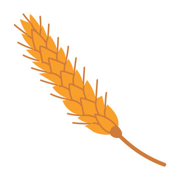 Wheat and beer malt, cartoon ear of wheat hand drawn in flat style. Vector illustration for brewery logo