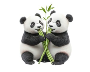 Cute panda bears eating bamboo together, showcasing their playful nature and love for food. This delightful scene captures essence of friendship and joy in animal kingdom