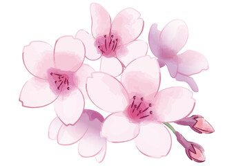 桜の花。手描き風の花。