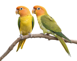 Colorful lovebirds perched on branch, showcasing vibrant yellow and green feathers. Their playful demeanor adds charm to any setting