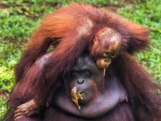 The Bornean orangutan is a species of orangutan endemic to the island of Borneo. Together with the Sumatran orangutan and Tapanuli orangutan, it belongs to the only genus of great apes native to Asia.