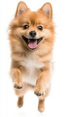 Obraz premium Joyful Pomeranian Dog Leaping Happy Puppy White Background