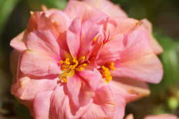 Obraz premium pink flower closeup