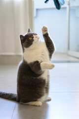 British Shorthair standing and playing