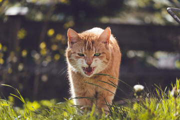 Obraz premium Portrait of a ginger cat