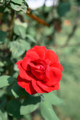 Red rose blooming in ornamental flower garden