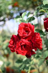 Red roses blooming in ornamental flower garden