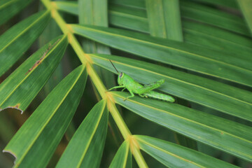 Green grasshopper herbivorous insects from the suborder Caelifera in the order orthoptera