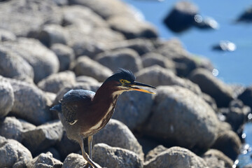 Green Heron Fishing by the  Lake Shore