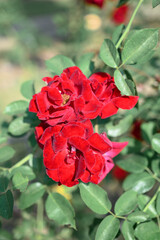 Red roses blooming in ornamental flower garden