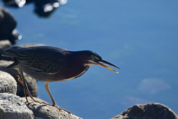 Green Heron Fishing by the  Lake Shore