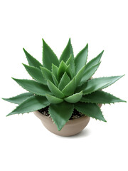 Fototapeta premium Aloe Vera (Aloe vera) Well-known succulent with thick, fleshy green leaves that store moisture. Grown in simple clay, ceramic, or