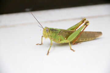 Fototapeta premium Green grasshopper herbivorous insects from the suborder Caelifera in the order orthoptera