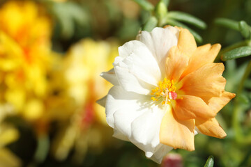 yellow flower in the garden