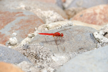 Red dragonflies, also known as Scarlet Percher dragonflies, or Jarloomboo to the Gooniyandi (Sympetrum)