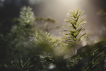 Bright green macro