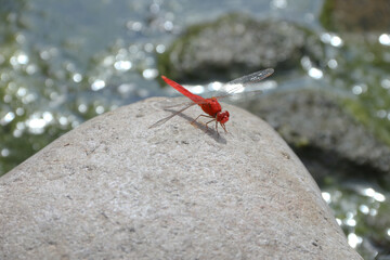 Red dragonflies, also known as Scarlet Percher dragonflies, or Jarloomboo to the Gooniyandi...