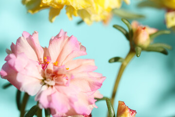 pink flowers closeup on blue background
