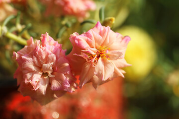 close up of pink flower