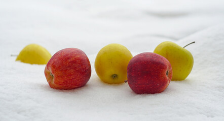 apples scattered on white snow