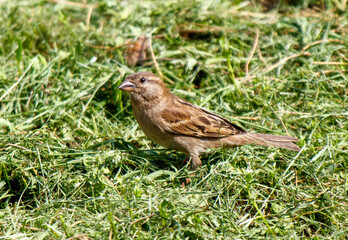 A small brown bird is standing in a patch of grass