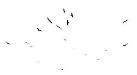 A flock of birds in flight isolated on a white background