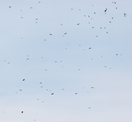 A flock of birds flying in the sky
