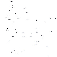 A flock of birds in flight isolated on a white background